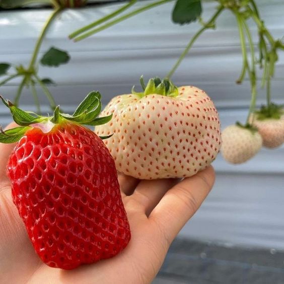 Klatrejordbær hvid pakke med 10 planter