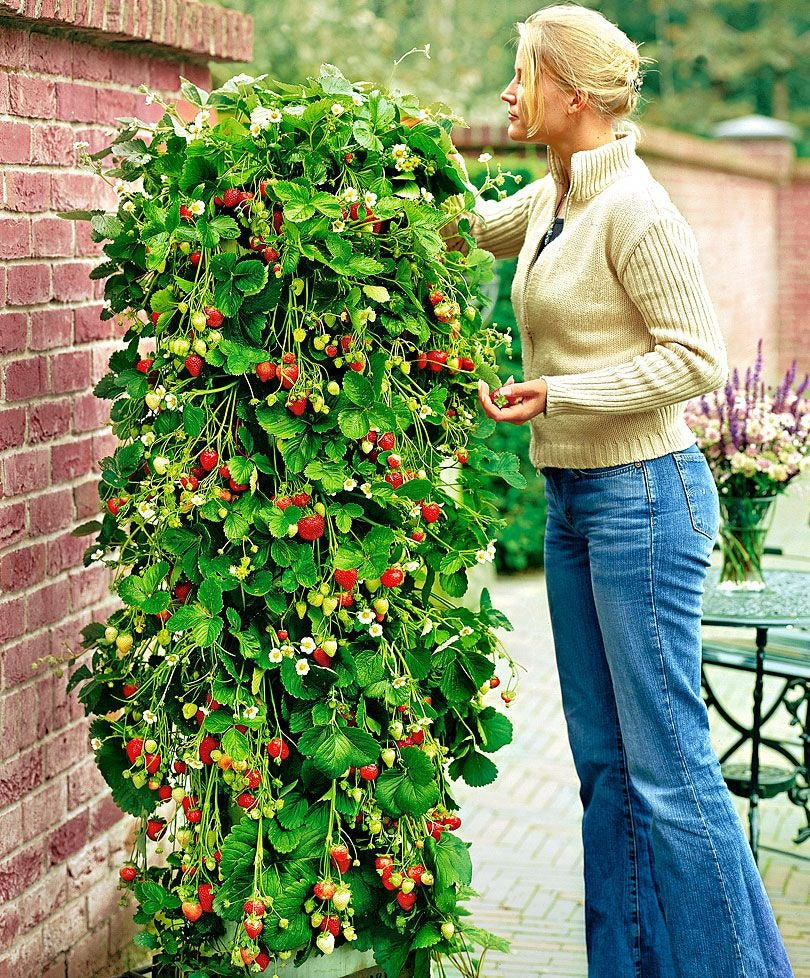 Klatrejordbær rød pakke med 10 planter