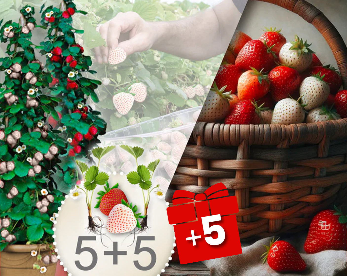 Røde og hvide klatrejordbær – pakke med 10 planter + 5 gratis planter
