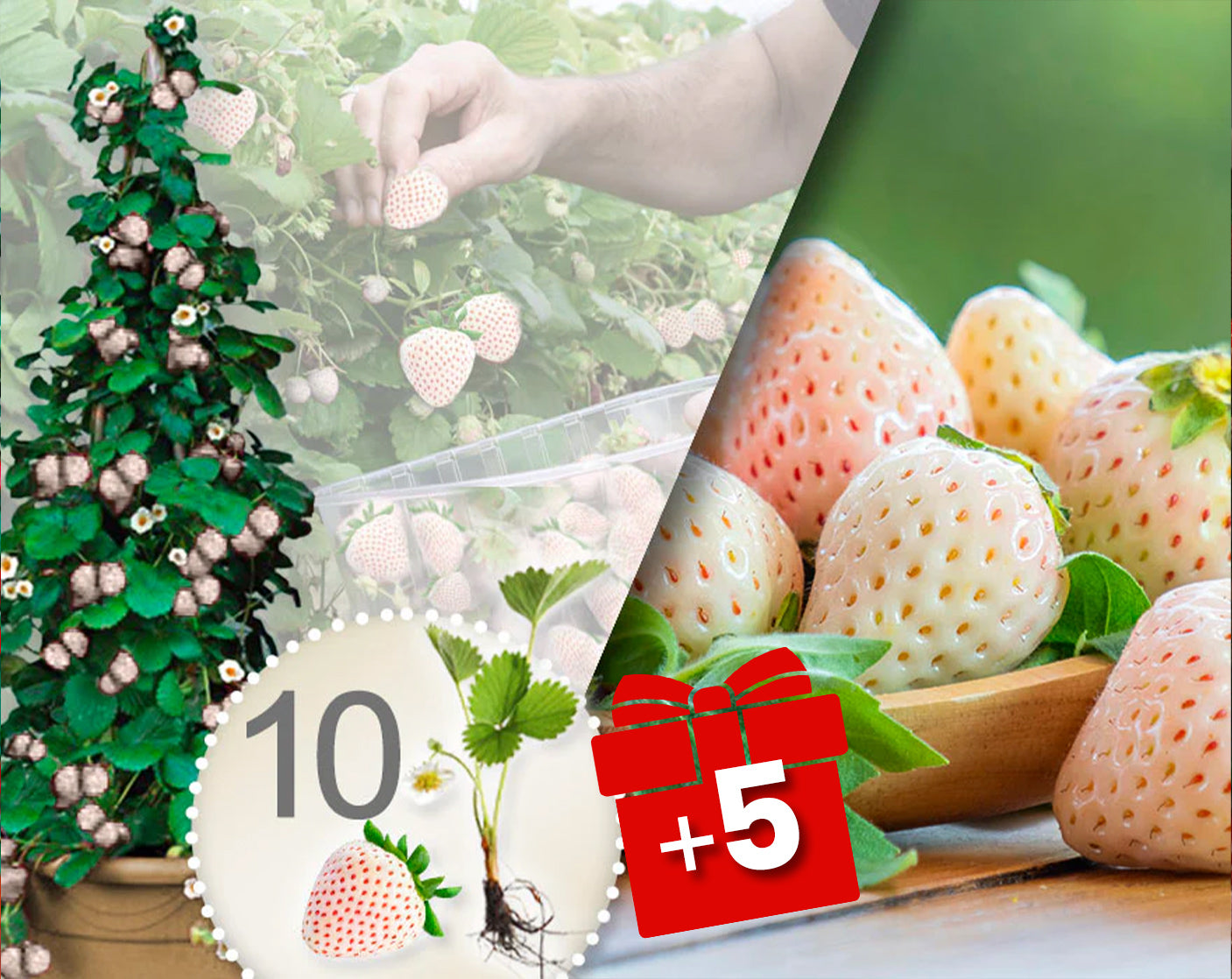 Hvide klatrejordbær – pakke med 10 planter + 5 gratis planter