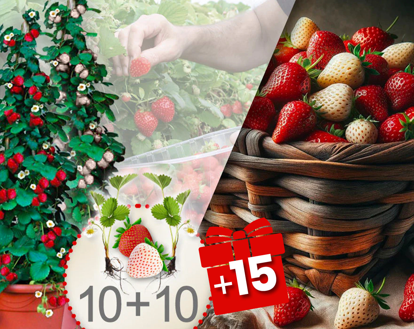 Røde og hvide klatrejordbær – pakke med 20 planter + 15 gratis planter